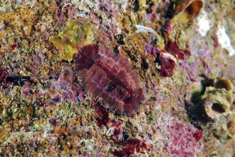 Callochiton septemvalvis